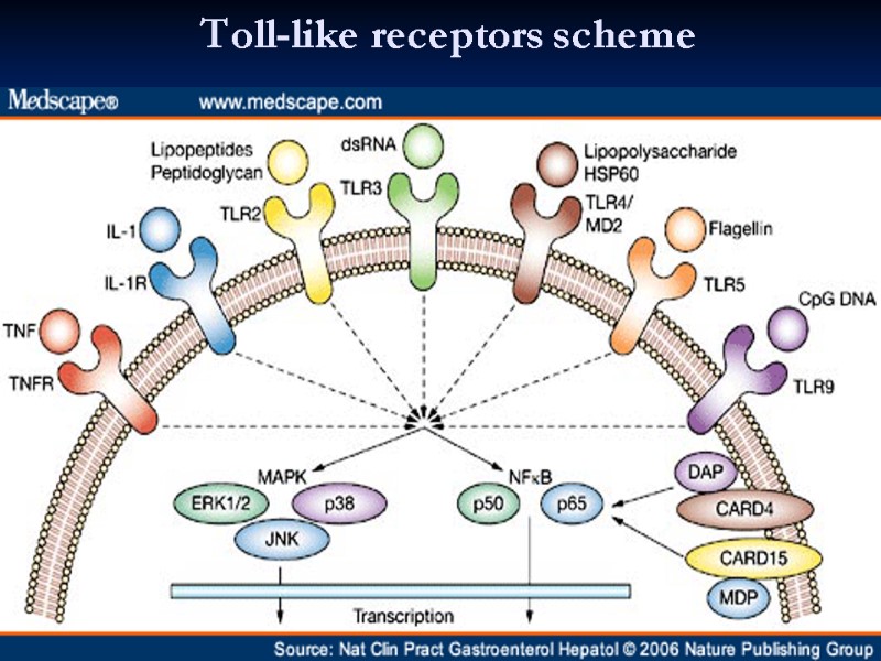 Toll-like receptors scheme